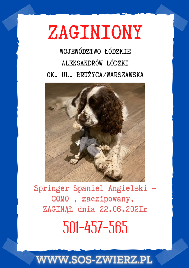 ZAGINĄŁ PIES